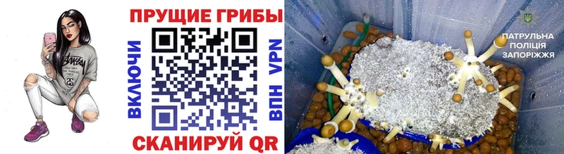 Псилоцибиновые грибы Psilocybine cubensis  Купить где  Лермонтов 